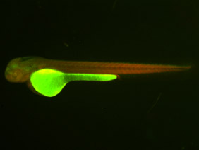 ED177 GFP/RFP 48h