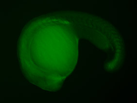 ED178 GFP 24h