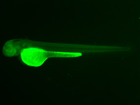 ED178 GFP 48h