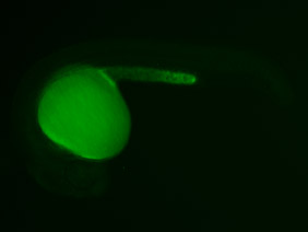 ED179 GFP 24h