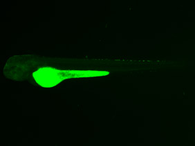 ED179 GFP 48h