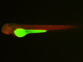 ED179 GFP/RFP 48h