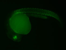 ED180 GFP 24h