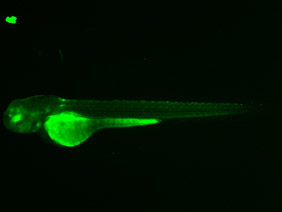ED180 GFP 48h