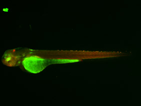 ED180 GFP/RFP 48h