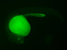 ED181 GFP 24h
