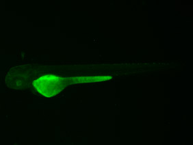 ED181 GFP 48h