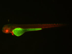 ED181 GFP/RFP 48h