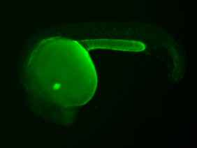 ED182 GFP 24h