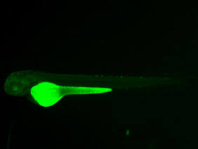 ED182 GFP 48h
