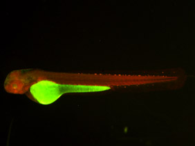 ED182 GFP/RFP 48h