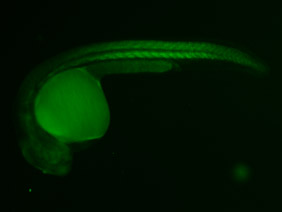ED183 GFP 24h