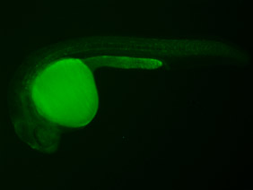 ED184 GFP 24h
