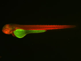 ED184 GFP/RFP 48h