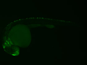 ED185 GFP 24h