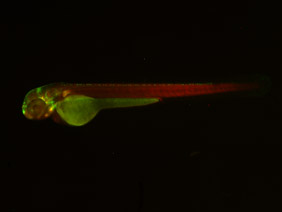 ED185 GFP/RFP 48h