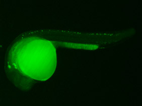 ED185A GFP 24h