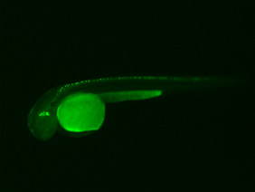 ED185A GFP 48h