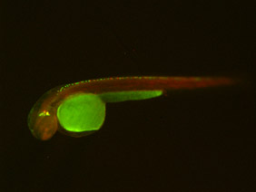 ED185A GFP/RFP 48h