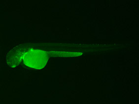 ED185B GFP 48h