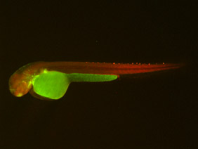 ED185B GFP/RFP 48h