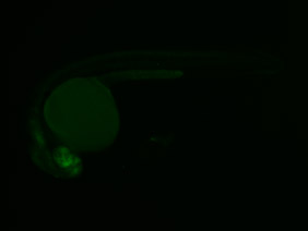 ED186 GFP 24h