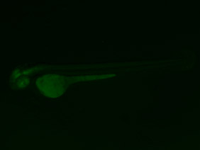 ED186 GFP 48h