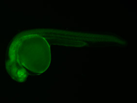 ED188 GFP 24h