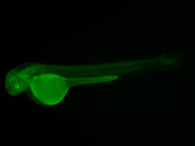 ED188 GFP 48h