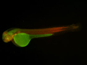 ED188 GFP/RFP 48h