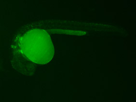 ED189 GFP 24h
