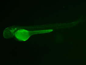 ED189 GFP 48h