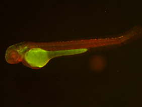 ED189 GFP/RFP 48h