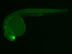 ED190 GFP 24h