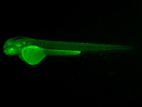 ED190 GFP 48h