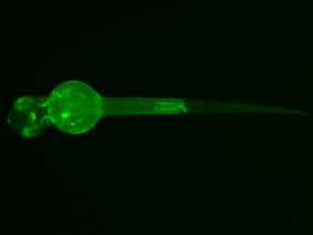 ED191 GFP 48h