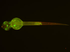 ED191 GFP/RFP 48h