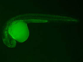 ED192 GFP 24h