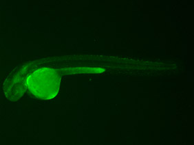 ED192 GFP 48h