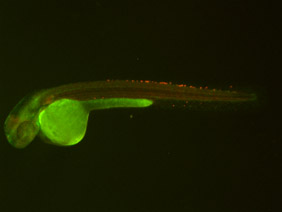 ED192 GFP/RFP 48h