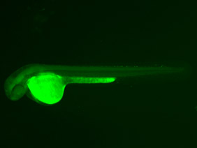 ED193 GFP 48h