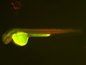 ED193 GFP/RFP 48h
