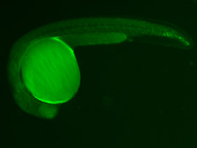 ED194 GFP 24h