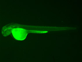 ED194 GFP 48h