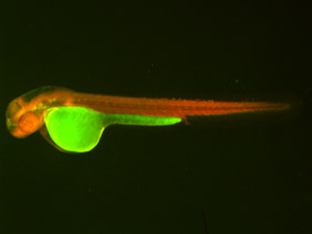 ED194 GFP/RFP 48h