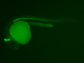 ED195 GFP 24h