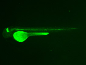 ED195 GFP 48h