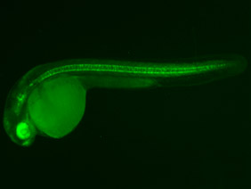 ED196 GFP 24h