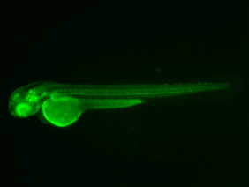 ED196 GFP 48h