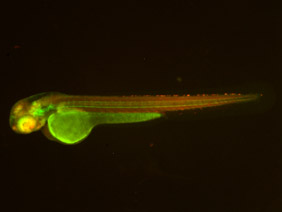 ED196 GFP/RFP 48h